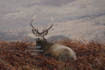 Red Deer photography by Neil Salisbury